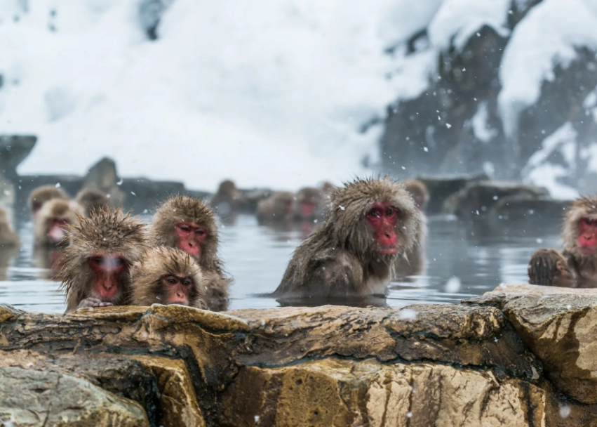 長野 雪季 尾聲