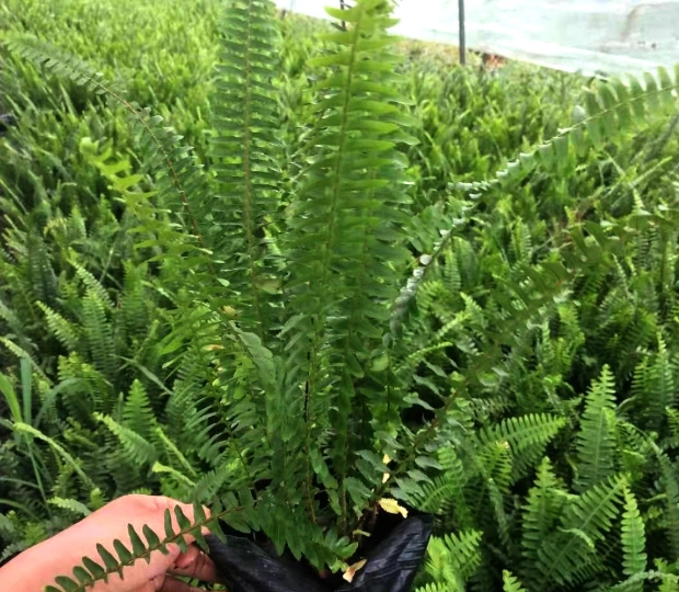 台灣中藥行推薦