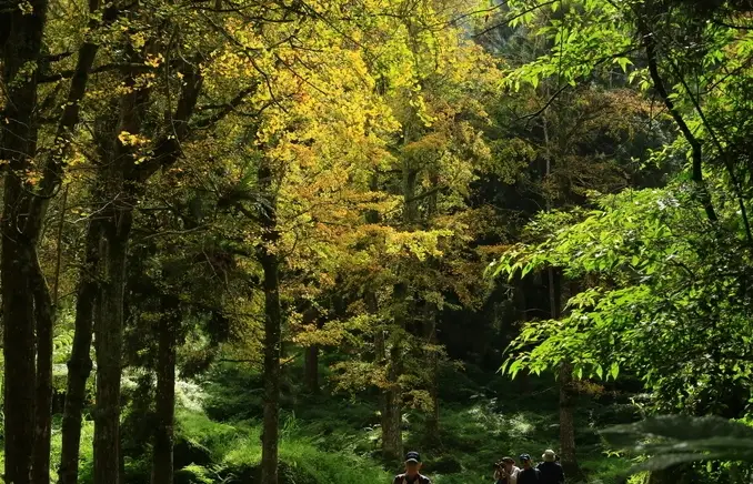 溪頭森林遊樂區行程