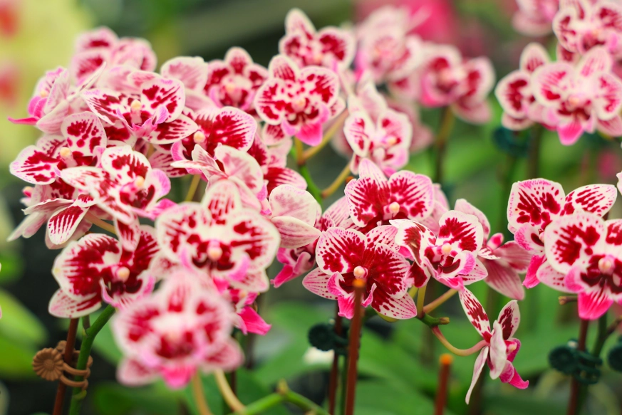 蘭花謝了處理全攻略：從修剪到復花的專家實戰技巧