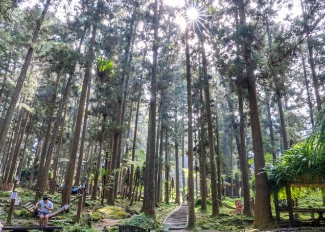 溪頭兩天一夜住宿