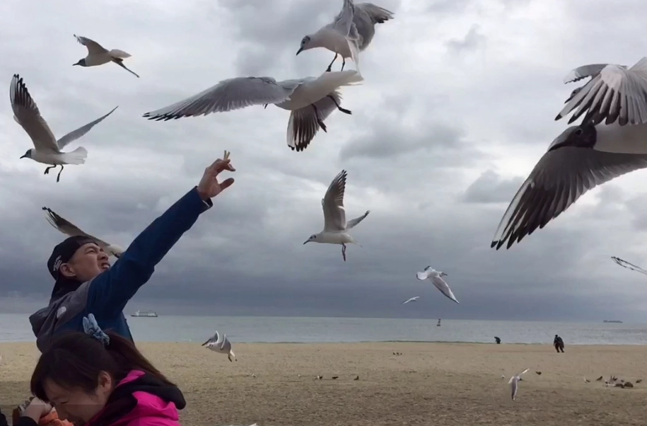 海雲台餵海鷗禁止全攻略：原因、罰則與替代方案解析