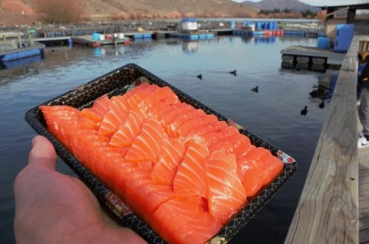 紐西蘭南島自由行