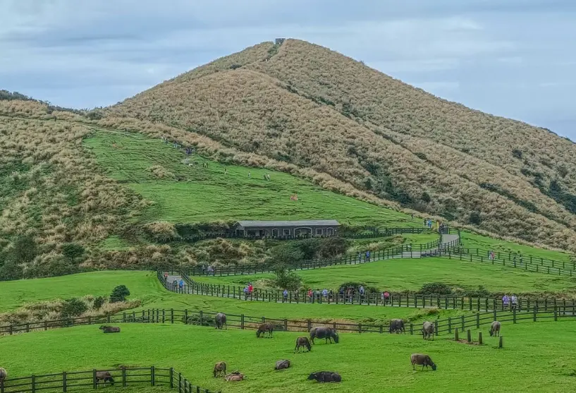 陽明山開車旅遊
