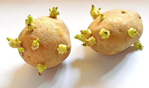 馬鈴薯發芽標準完整指南：避開龍葵鹼中毒的關鍵判斷