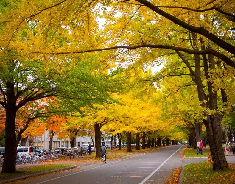 北海道紅葉景點