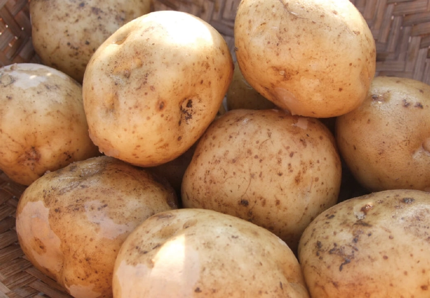 馬鈴薯缺點全解析：從健康疑慮到烹飪陷阱，一篇看懂如何聰明吃