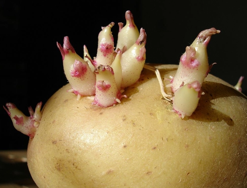 馬鈴薯發芽可以吃嗎