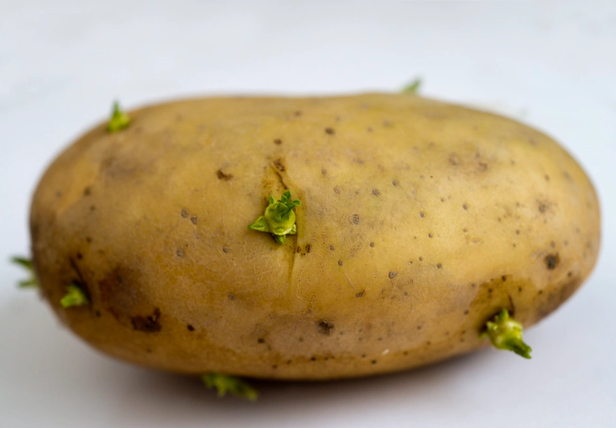 馬鈴薯發芽
