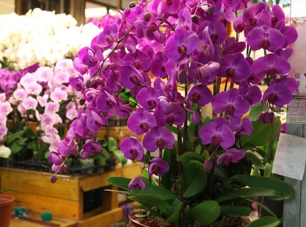 蝴蝶蘭養護技巧