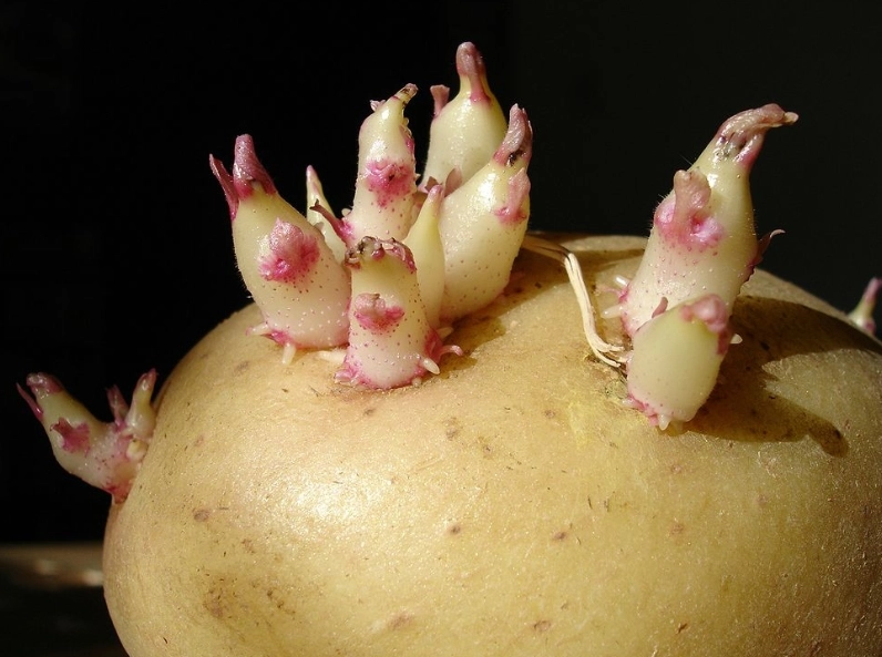 發芽馬鈴薯能吃嗎