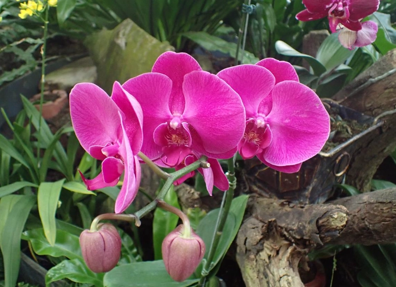 蝴蝶蘭壽命解密：延長花期與避免養護錯誤的完整指南