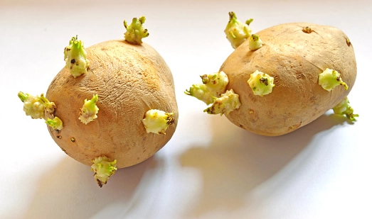 馬鈴薯發芽一點點可以吃嗎？完整安全指南與風險解析