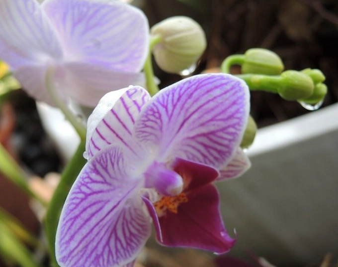 蝴蝶蘭常見問題