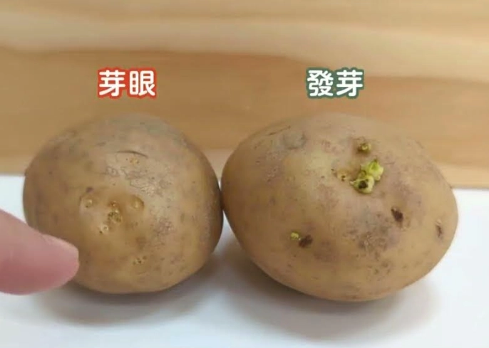 發芽馬鈴薯能吃嗎