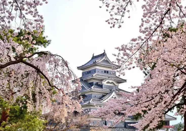 長野賞櫻景點全攻略：三大經典與私房秘境、交通規劃一次看