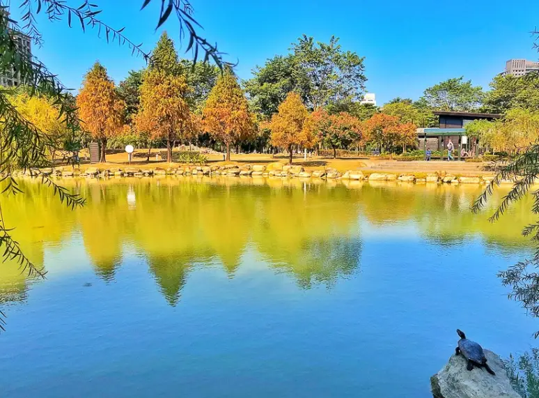 高雄落羽松秘境