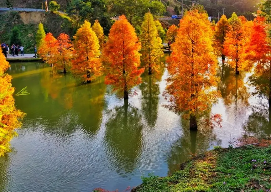 高雄落羽松景點