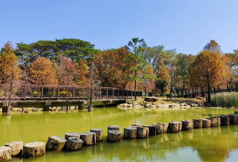 高雄落羽松景點