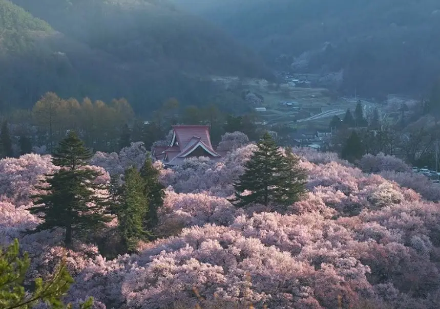 長野櫻花景點