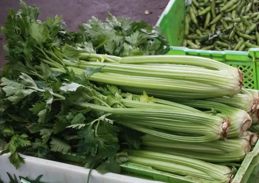 芹菜食物相剋