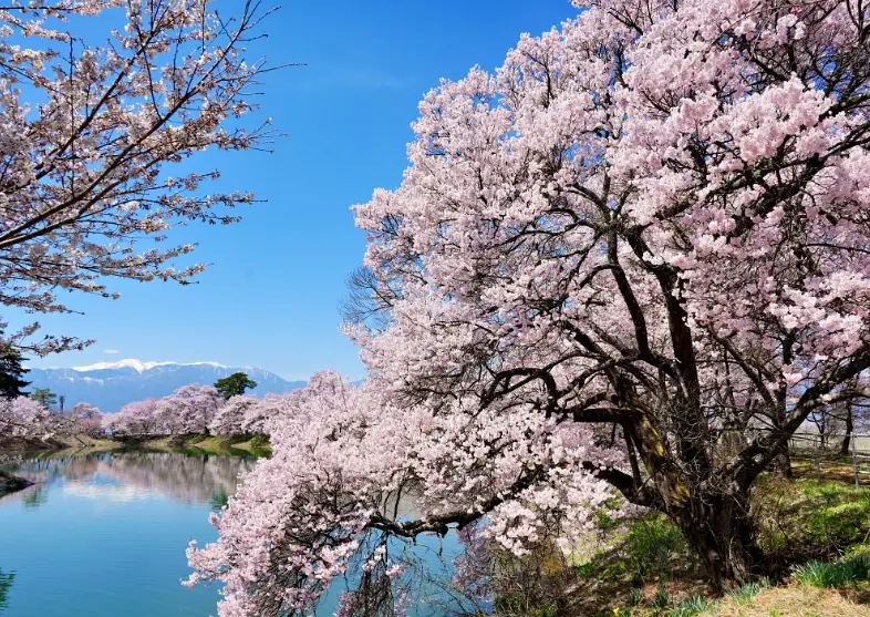 長野櫻花景點