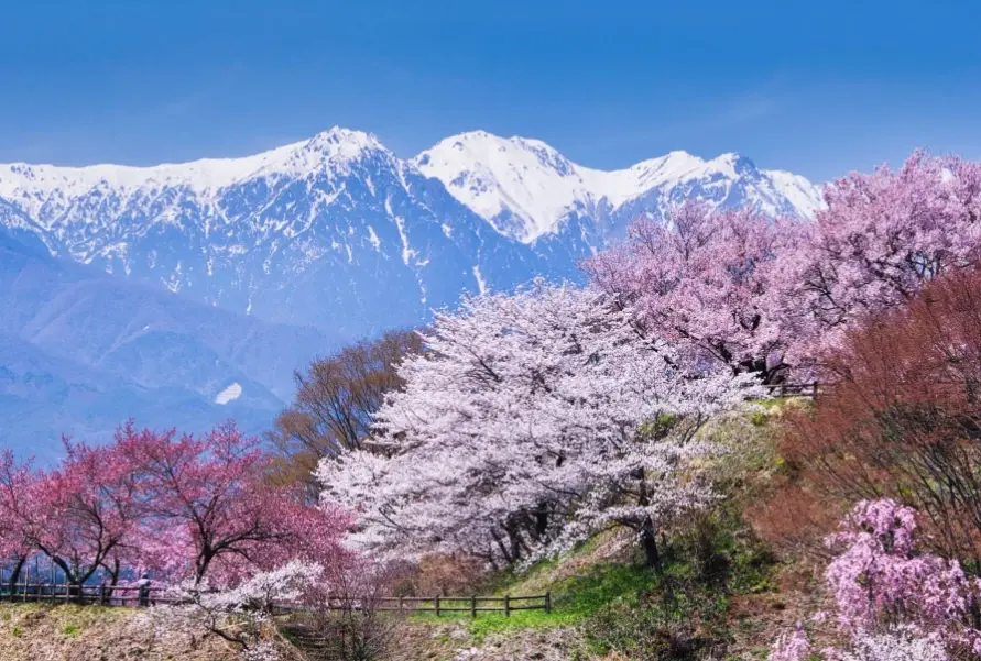 長野櫻花 開花預測