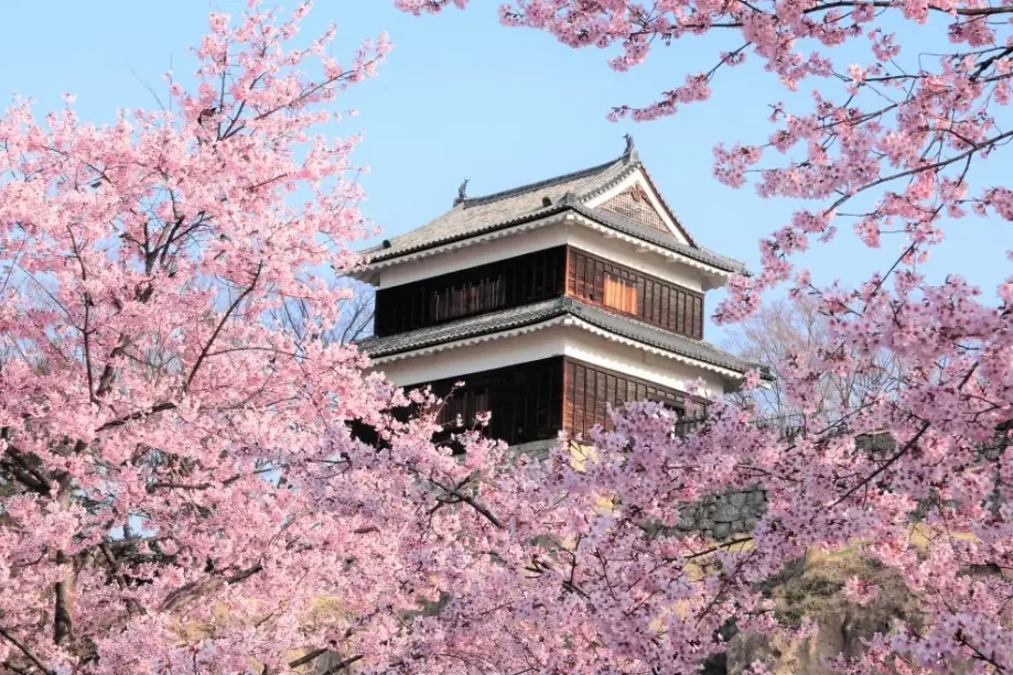 長野櫻花時間全攻略：親身體驗分享最佳觀賞期與景點