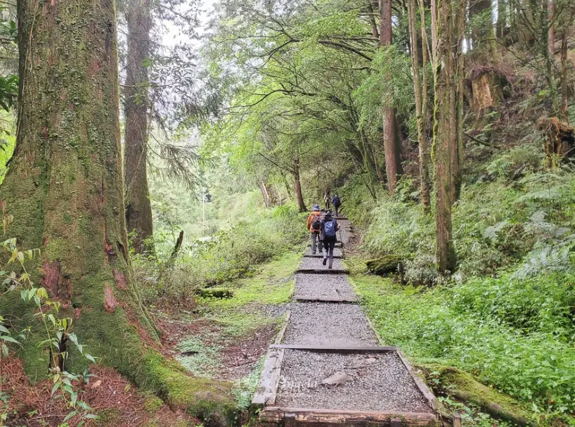 阿里山森林步道