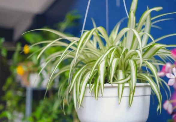 吊蘭種植土壤終極指南：黃金配方大公開，新手必看