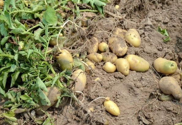 家庭種植馬鈴薯