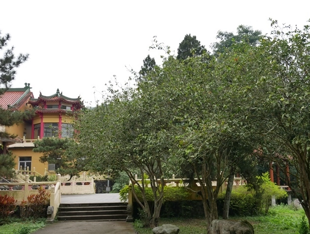 紫雲殿參拜指南