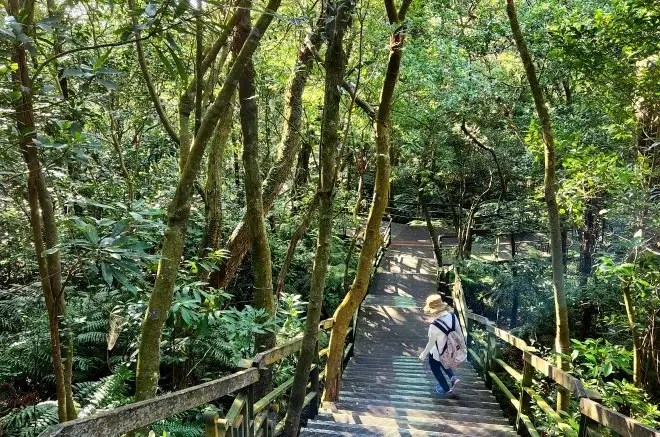 台北小溪頭大崙頭森林步道攻略｜交通、路線、觀景台與生態全解析