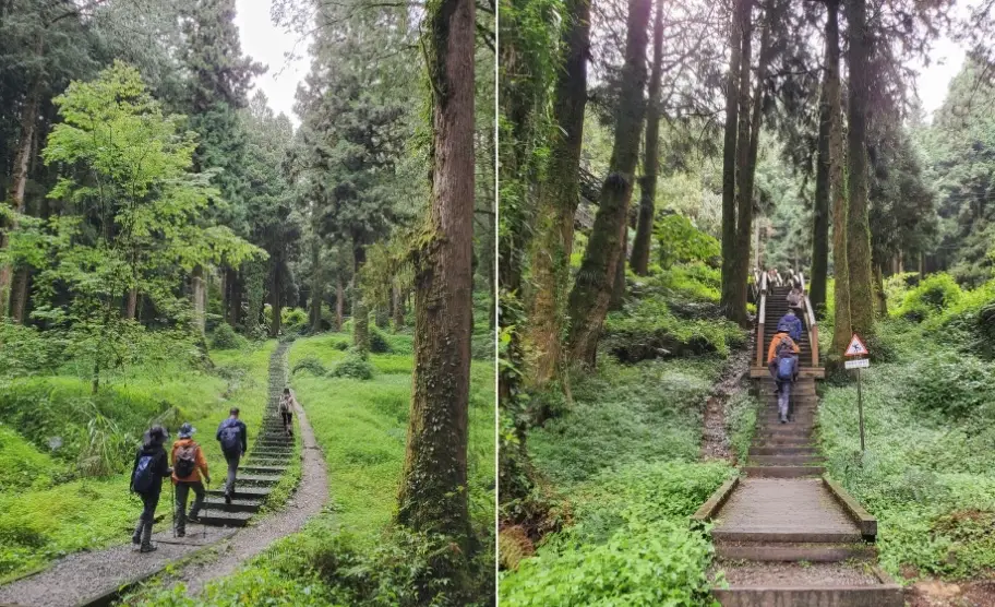 阿里山塔山步道木平台：漫步雲端森林的絕佳景點與完整攻略