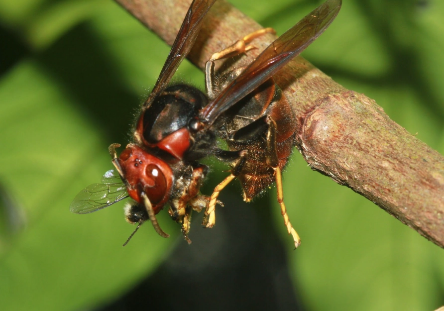 虎頭蜂怕什麼？解密牠們的剋星與戶外自保終極指南