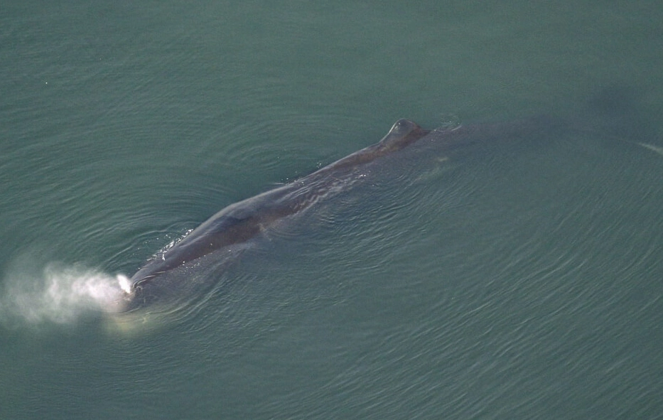 鯨魚可以潛多深？深度解析鯨魚潛水紀錄與觀鯨實戰秘訣