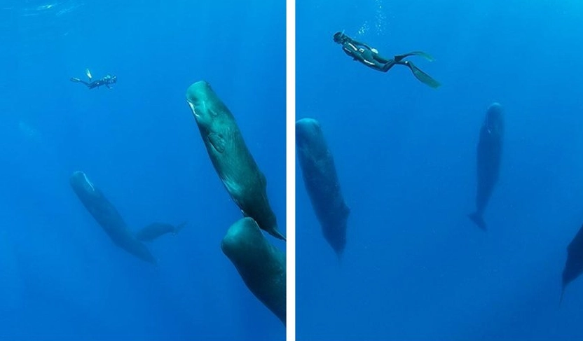 台灣抹香鯨潛水