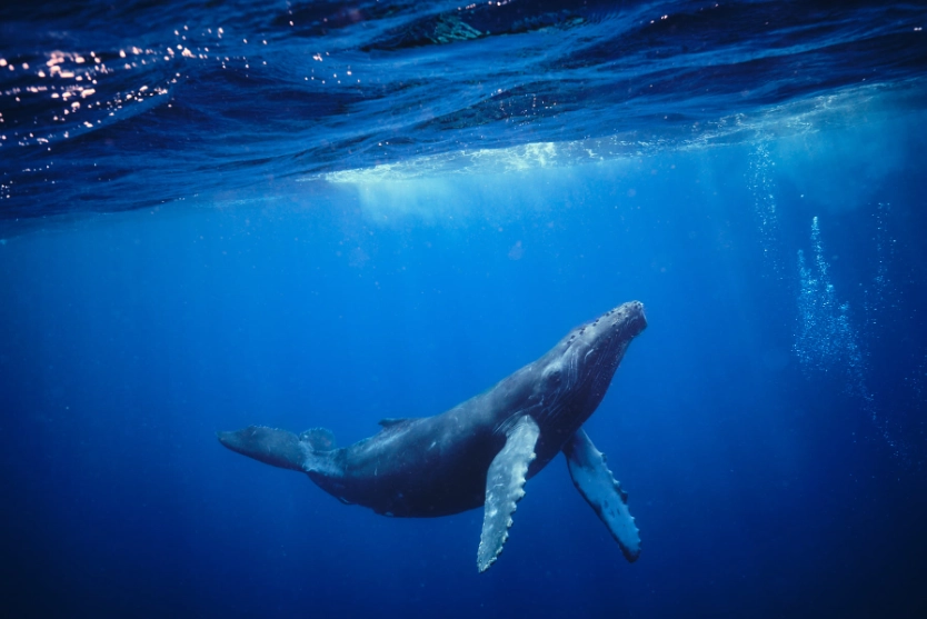 鯨魚潛水能力