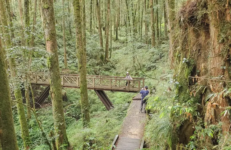 阿里山步道推薦