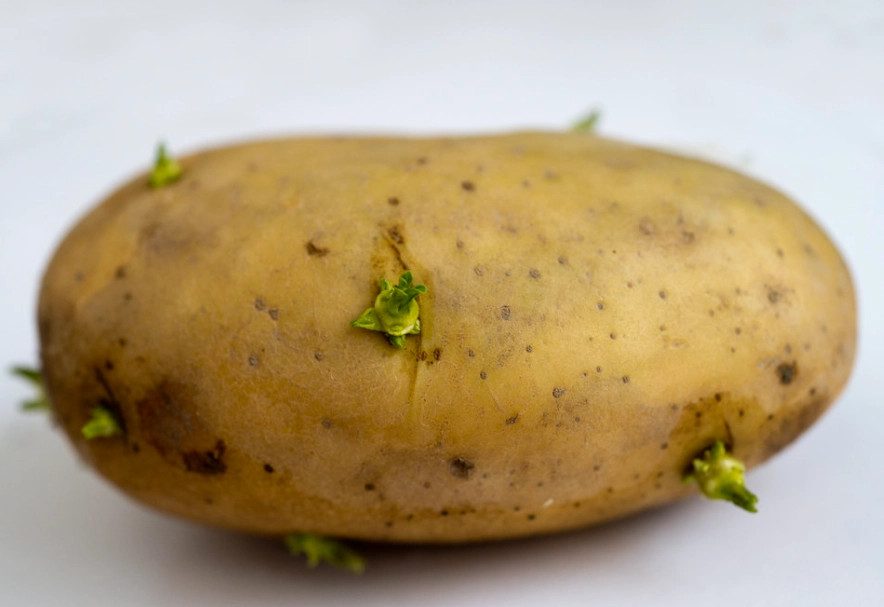 馬鈴薯發芽
