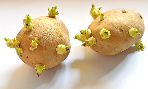 馬鈴薯發芽一點點還能吃嗎？完整解析毒素風險與處理方法