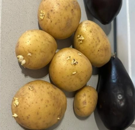 發芽馬鈴薯處理