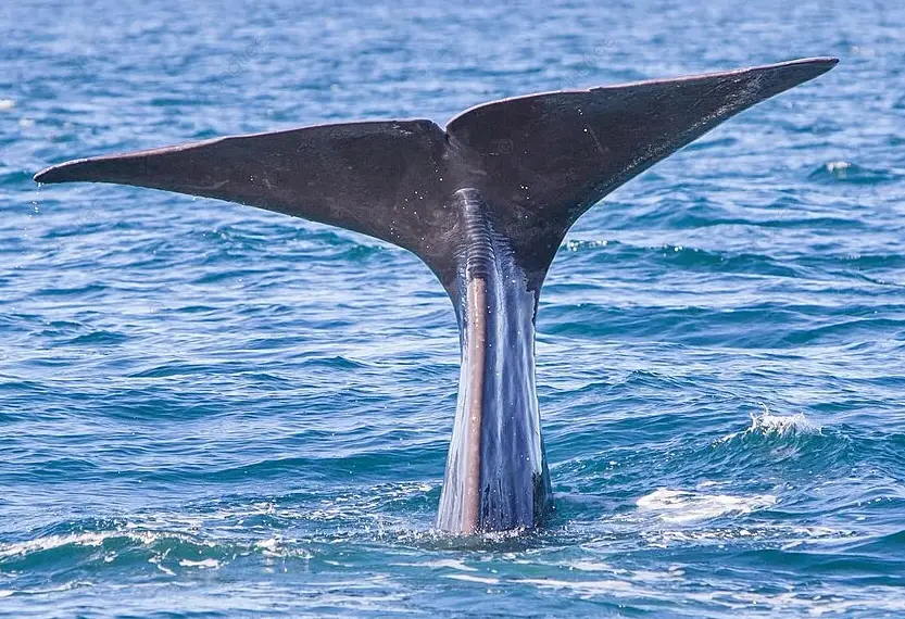 花蓮抹香鯨潛水