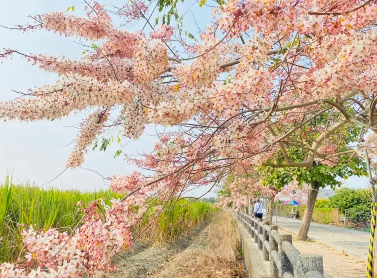 台南櫻花景點終極指南：賞櫻地點、交通與攝影秘訣