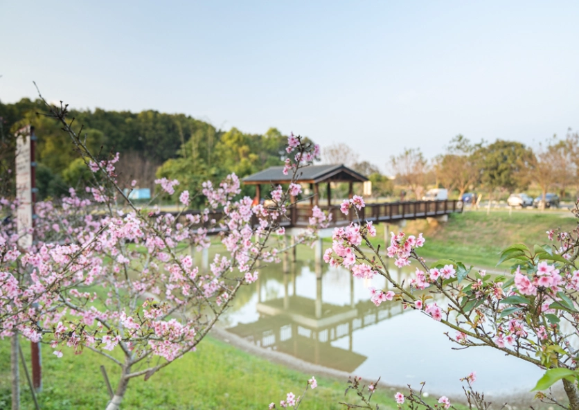 台南櫻花季