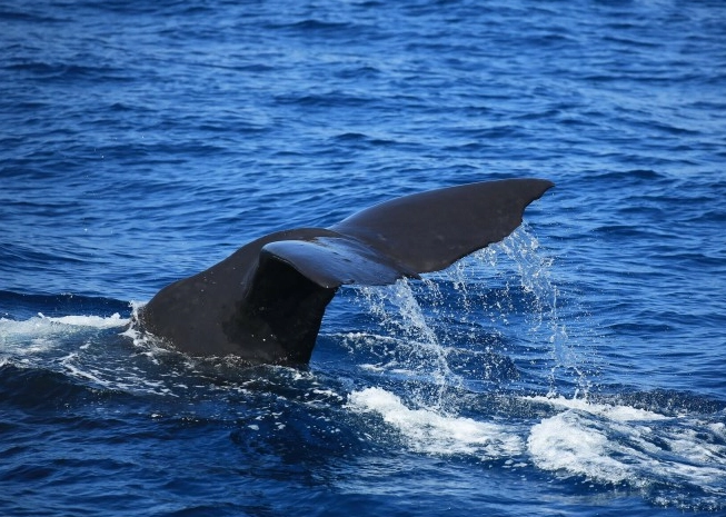 花蓮抹香鯨潛水