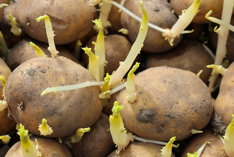 馬鈴薯發芽