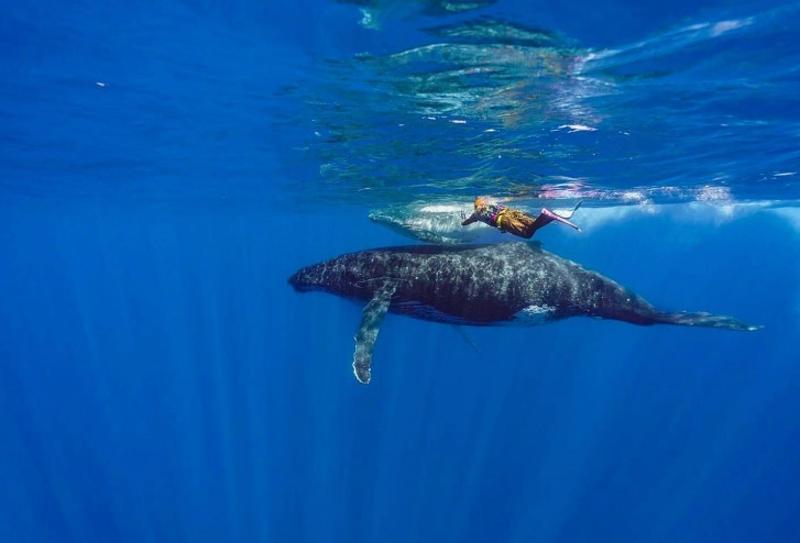 台灣抹香鯨潛水