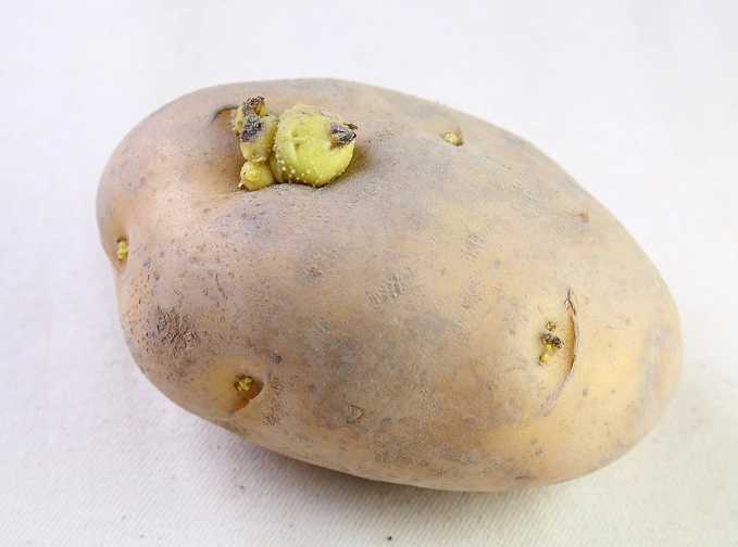 發芽馬鈴薯處理