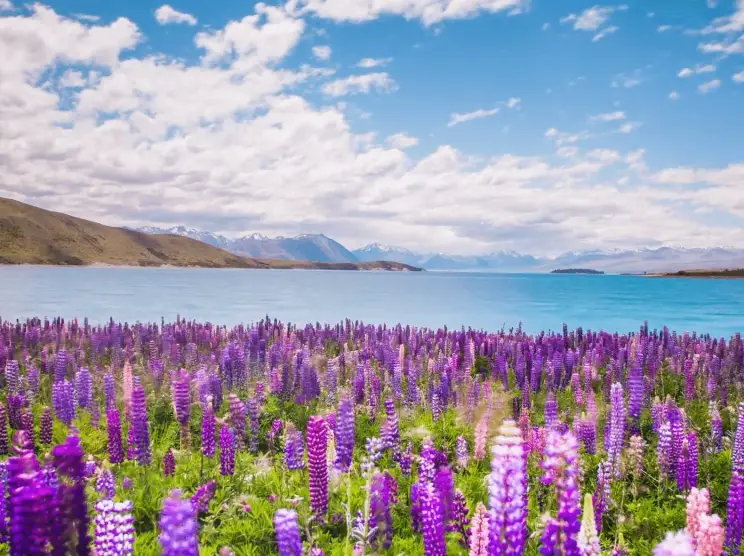 新西蘭自駕行程